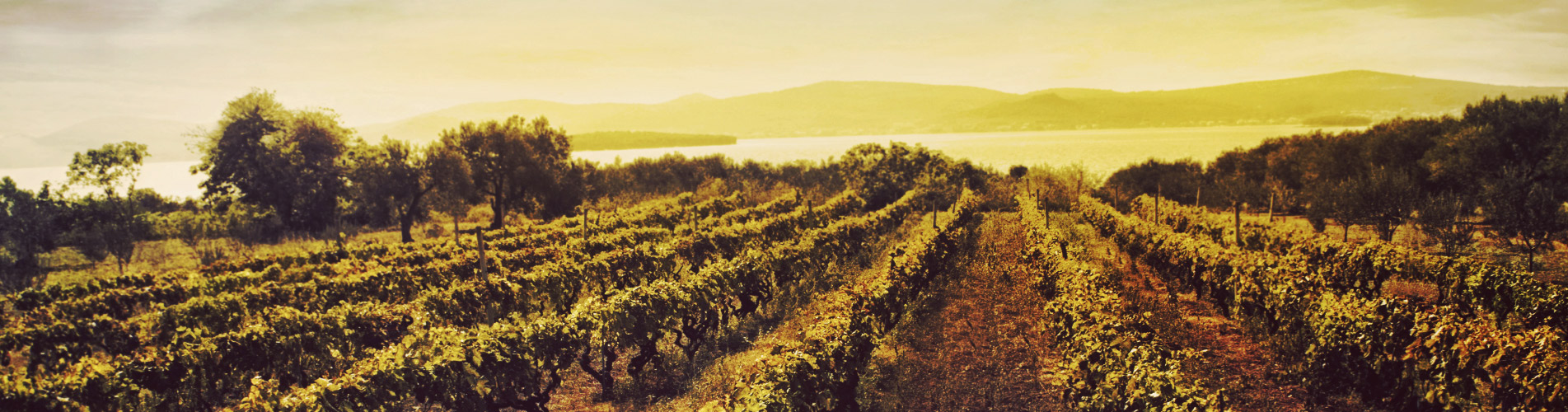 La vinología hace que disfrutes más del mundo del vino